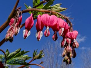 Bright Bleeding Hearts