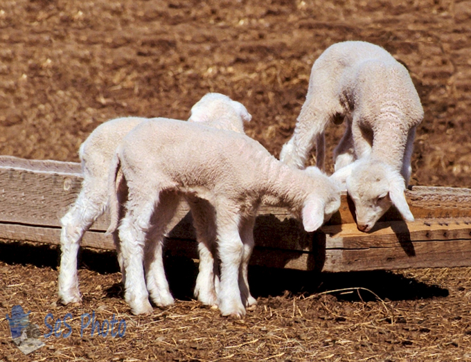 In Like A Lamb