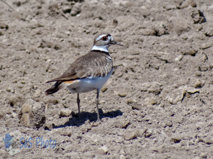 Killdeer Blending In