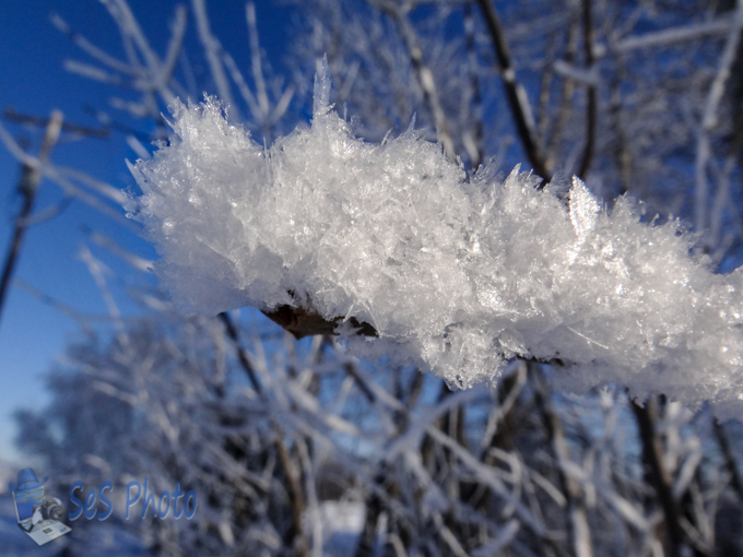 Covered with Hoarfrost