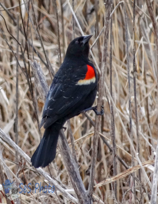 Return of the Red-winged