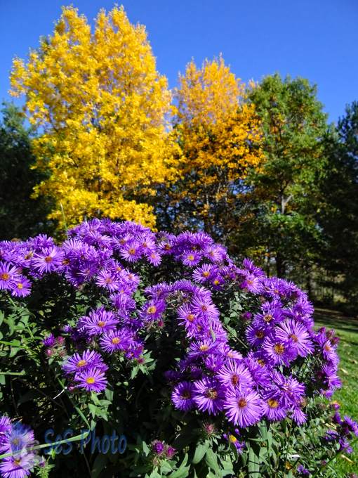 Rewind to Autumn