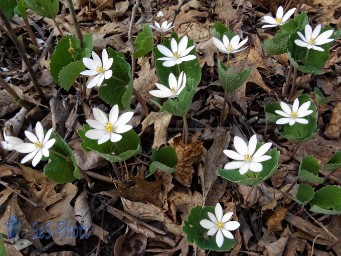 Bloodroot White
