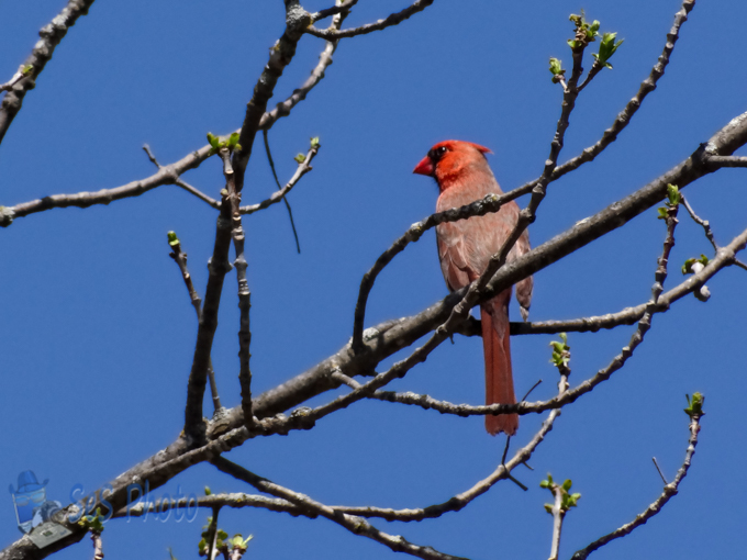 Singing Cardinal