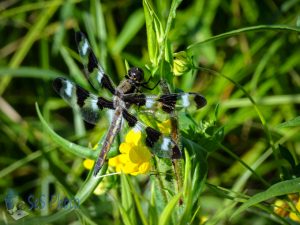 Twelve-spotted Skimmer