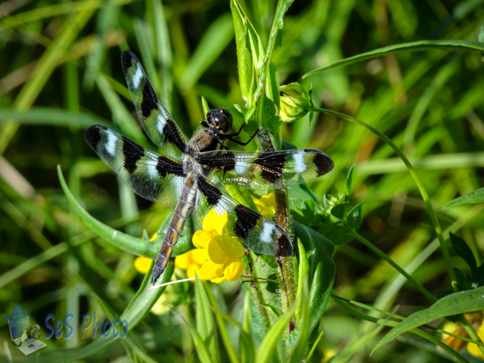 Twelve-spotted Skimmer