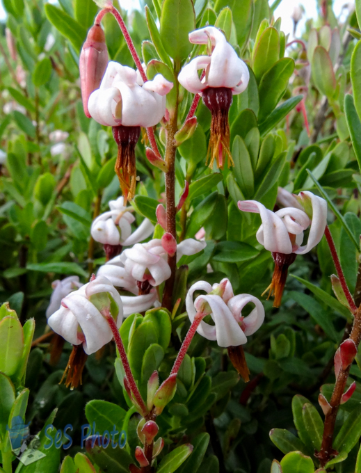 Cranberry Blossoms
