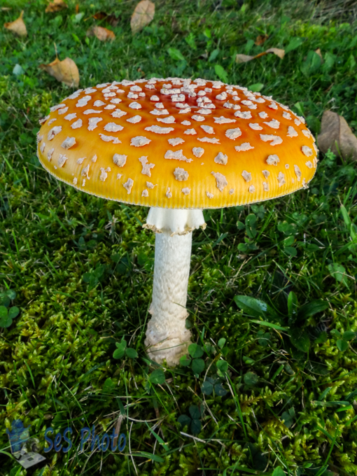 Colorful Mushroom