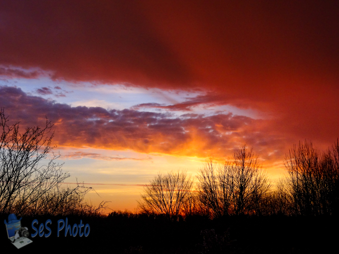 Sunset Trees