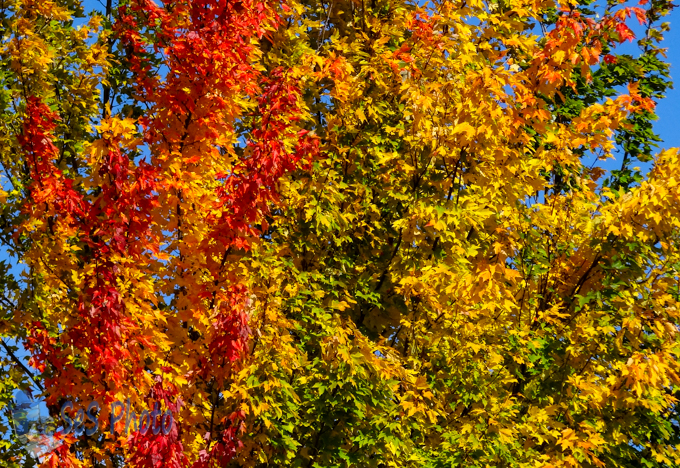 Autumn Missed