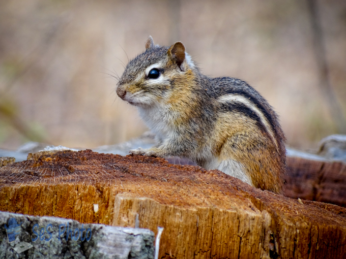 Seed Thief