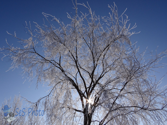 Morning Frost