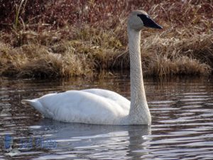 Springtime Swan