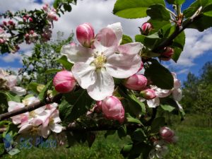 Sunny Apple Blossoms