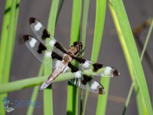 Twelve-spotted Skimmer