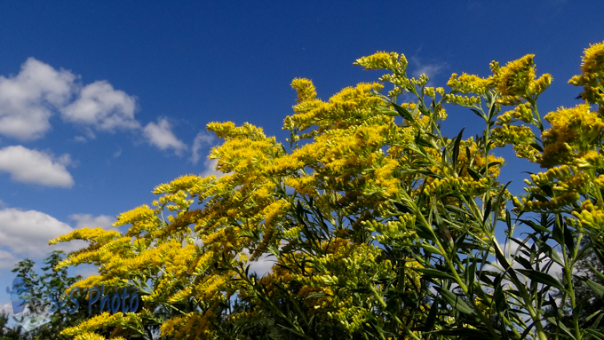 Goldenrod for Tires