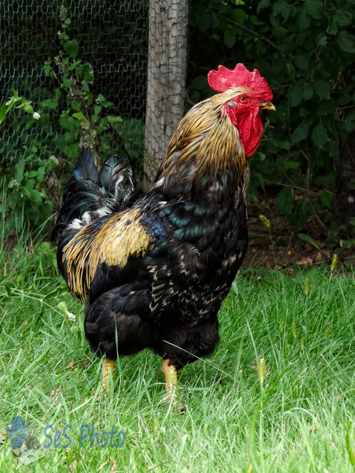 Rooster Time