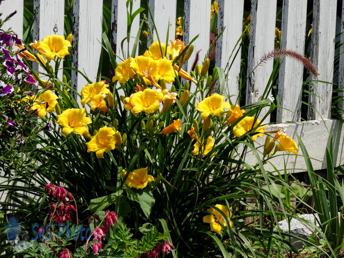 Yellow Daylily