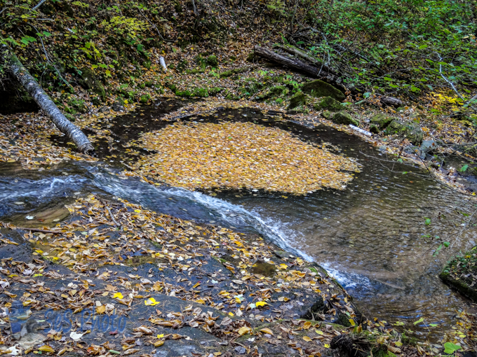 Leaves in a Whirlpool