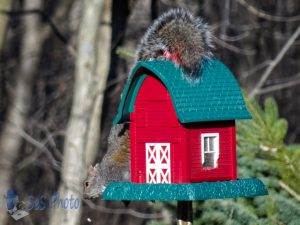 Seed Thief