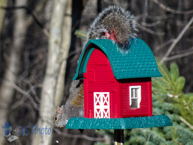 Seed Thief