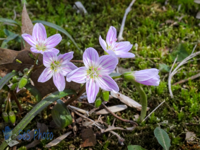 May Day Spring Beauties