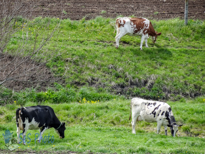 Pasture Time