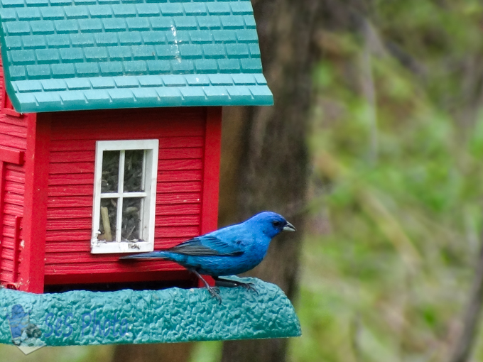 Indigo Bunting