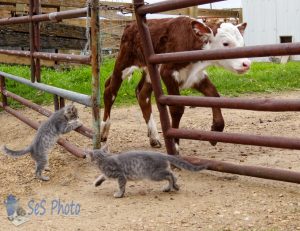 Kittens and Calf