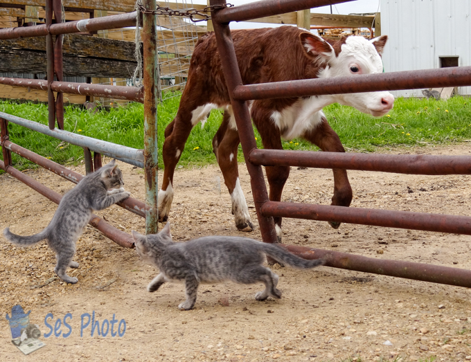 Kittens and Calf