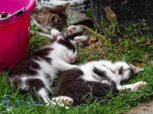 Kitty Nap Time