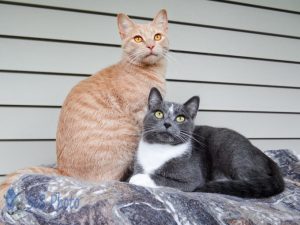 Birthday Cats