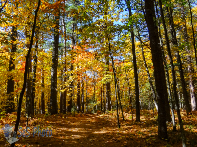 Saturday Autumn Walk
