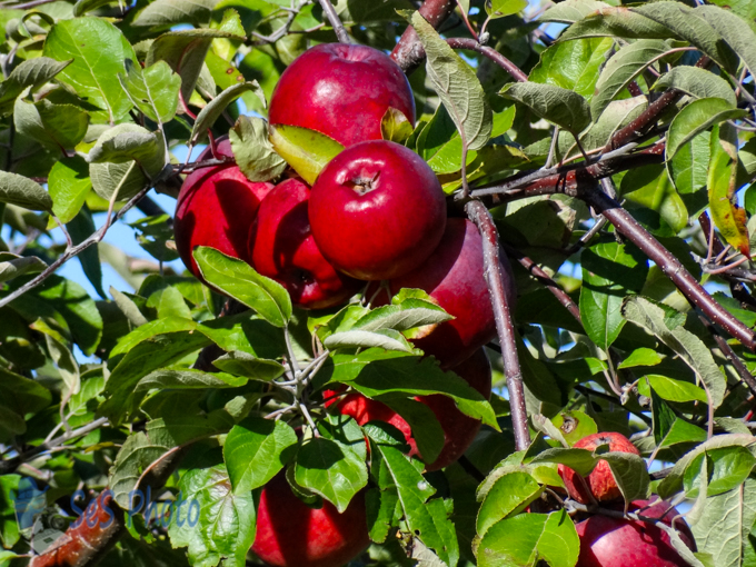 Apples Waiting for Harvest