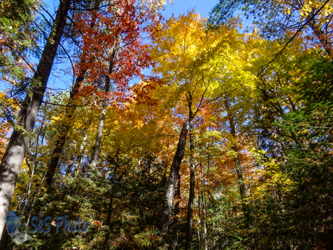 Autumn Display